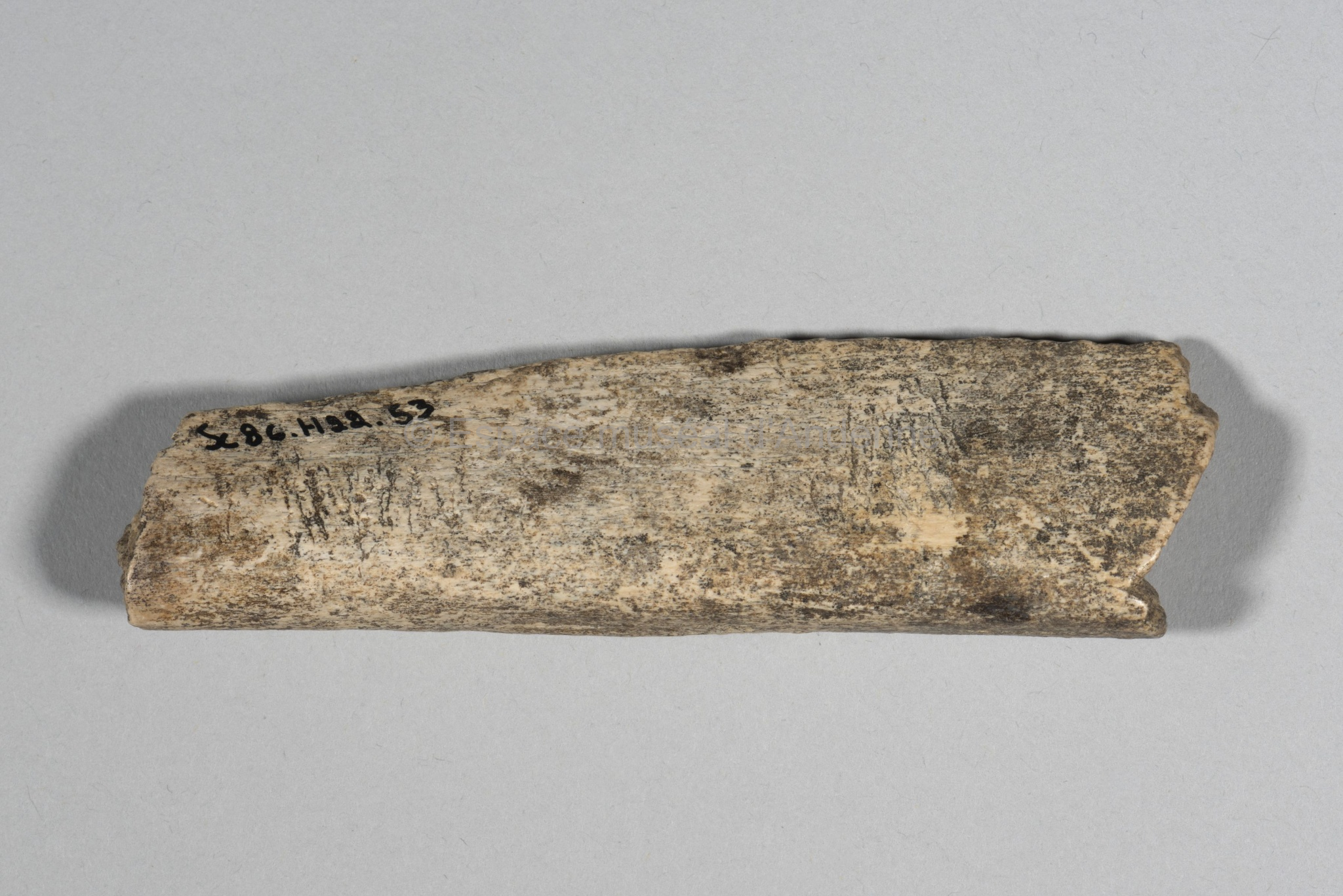 Bos/Bison, côte, fragment, retouchoir