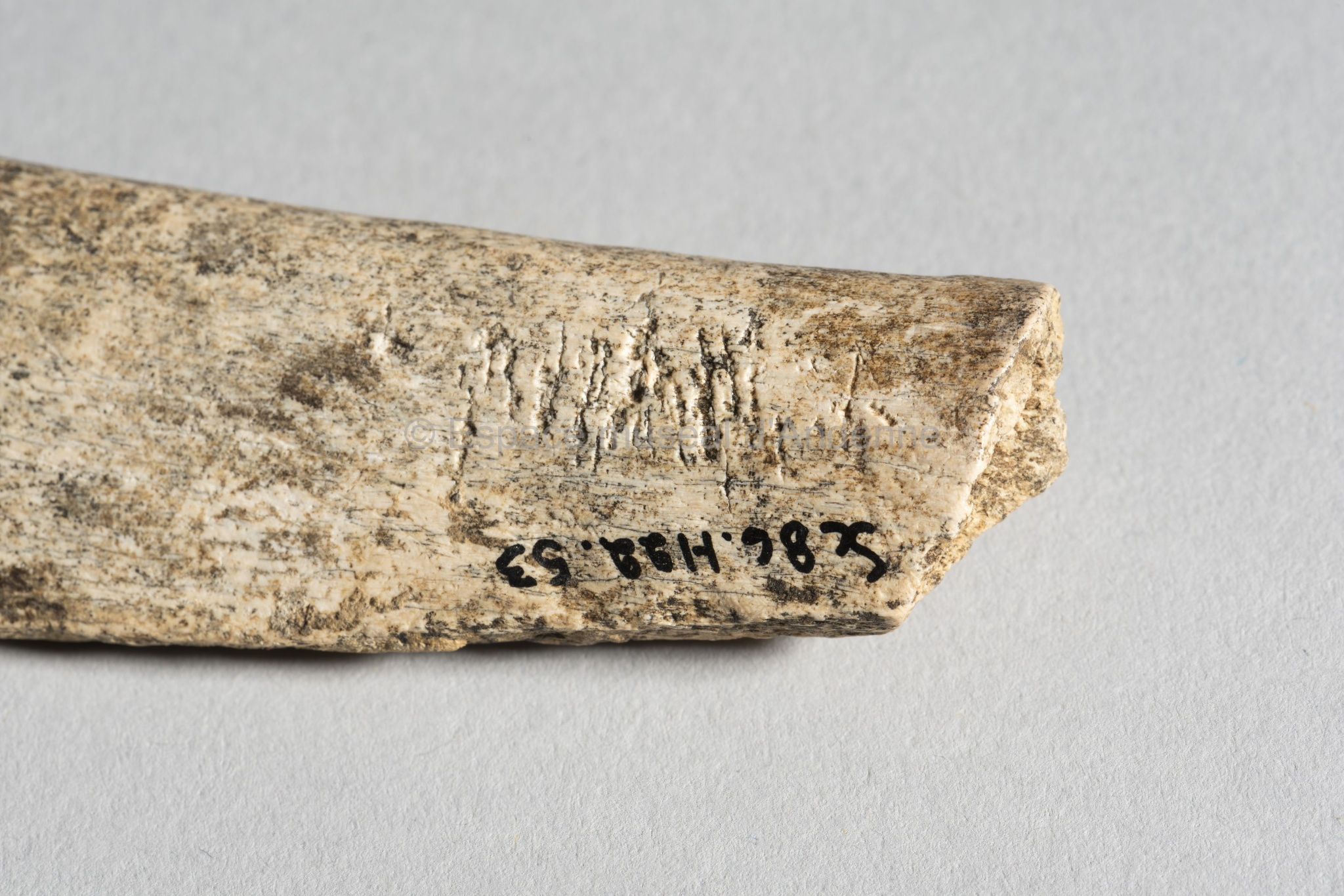 Bos/Bison, côte, fragment, retouchoir