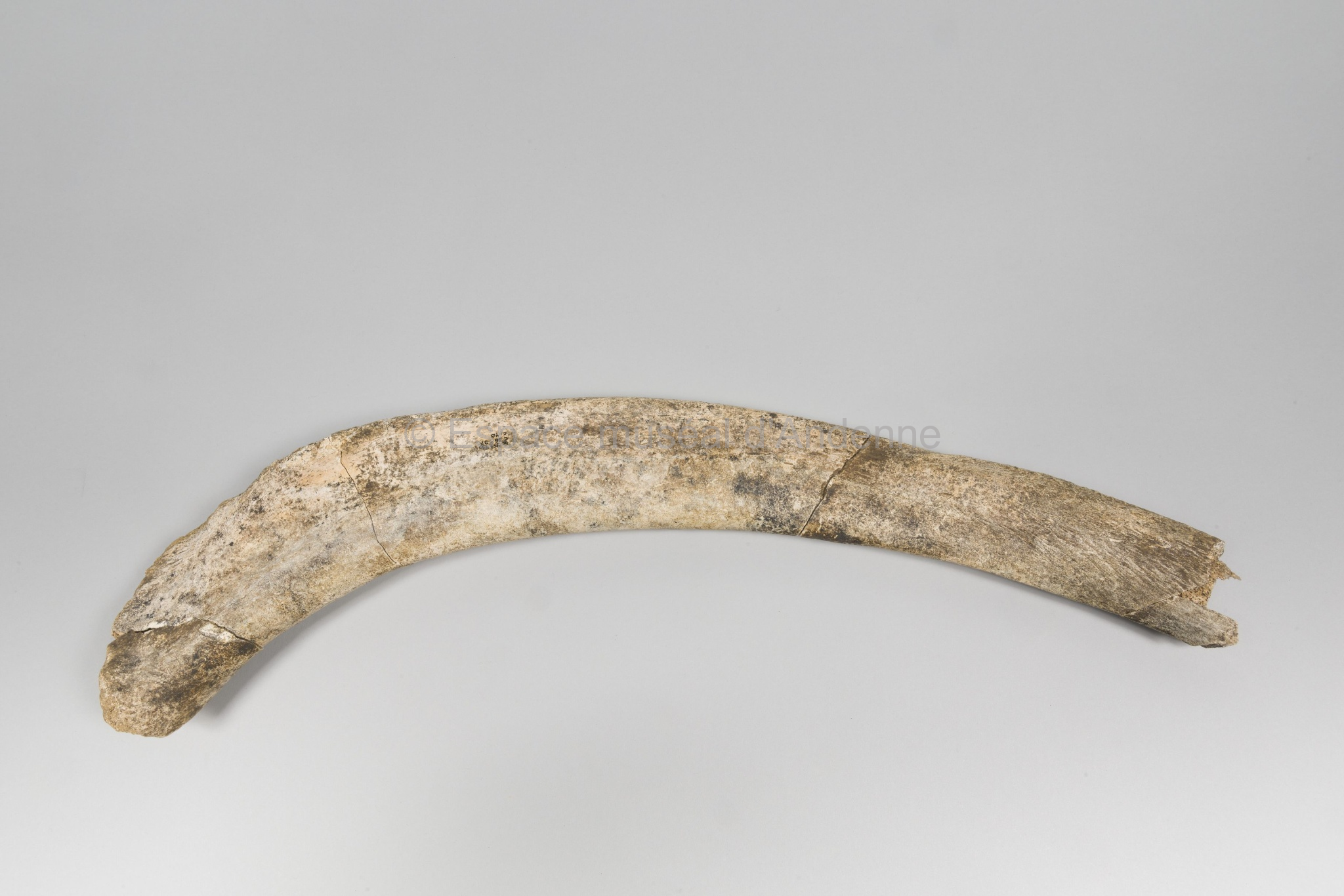 Mammuthus primigenius, côte