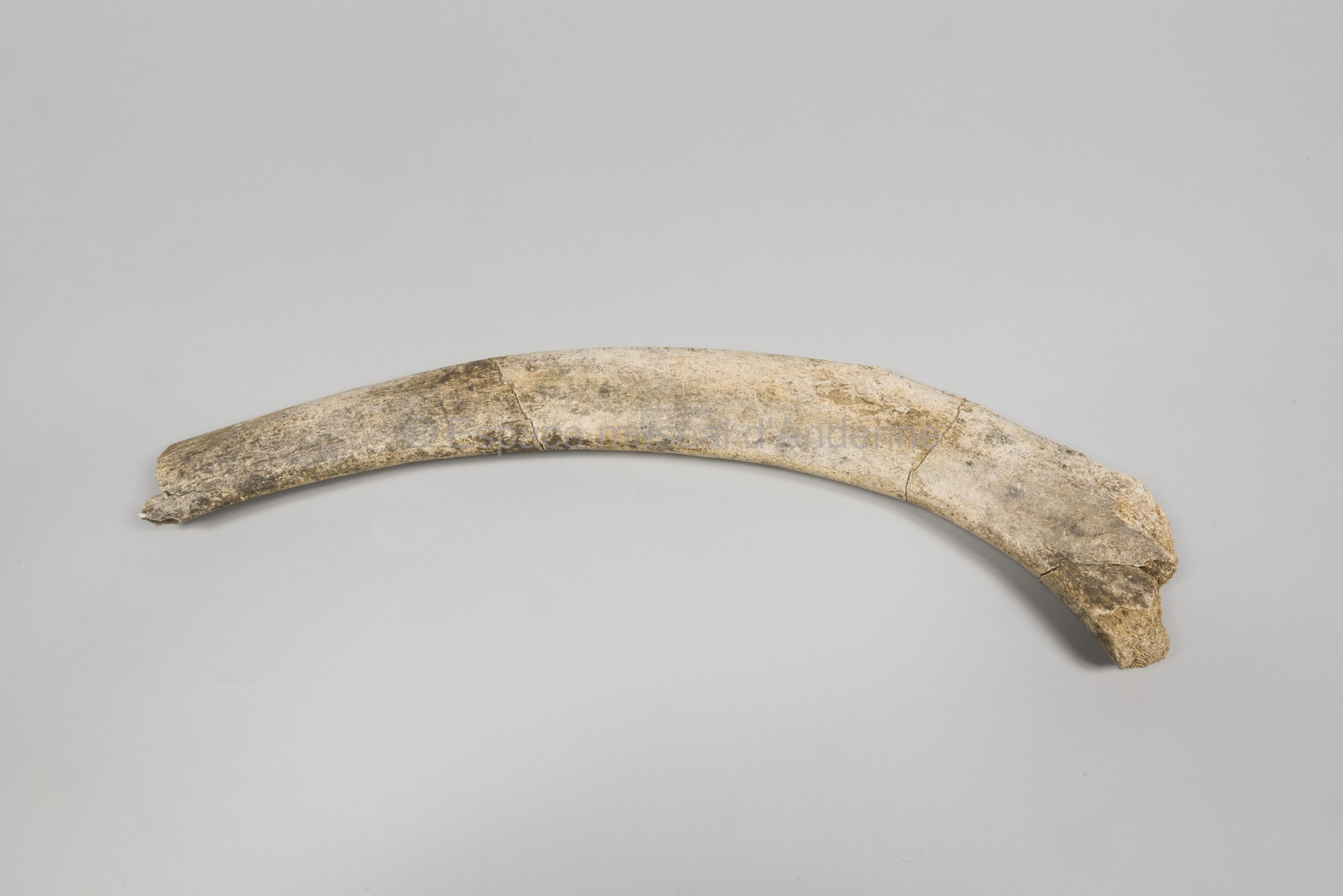 Mammuthus primigenius, côte