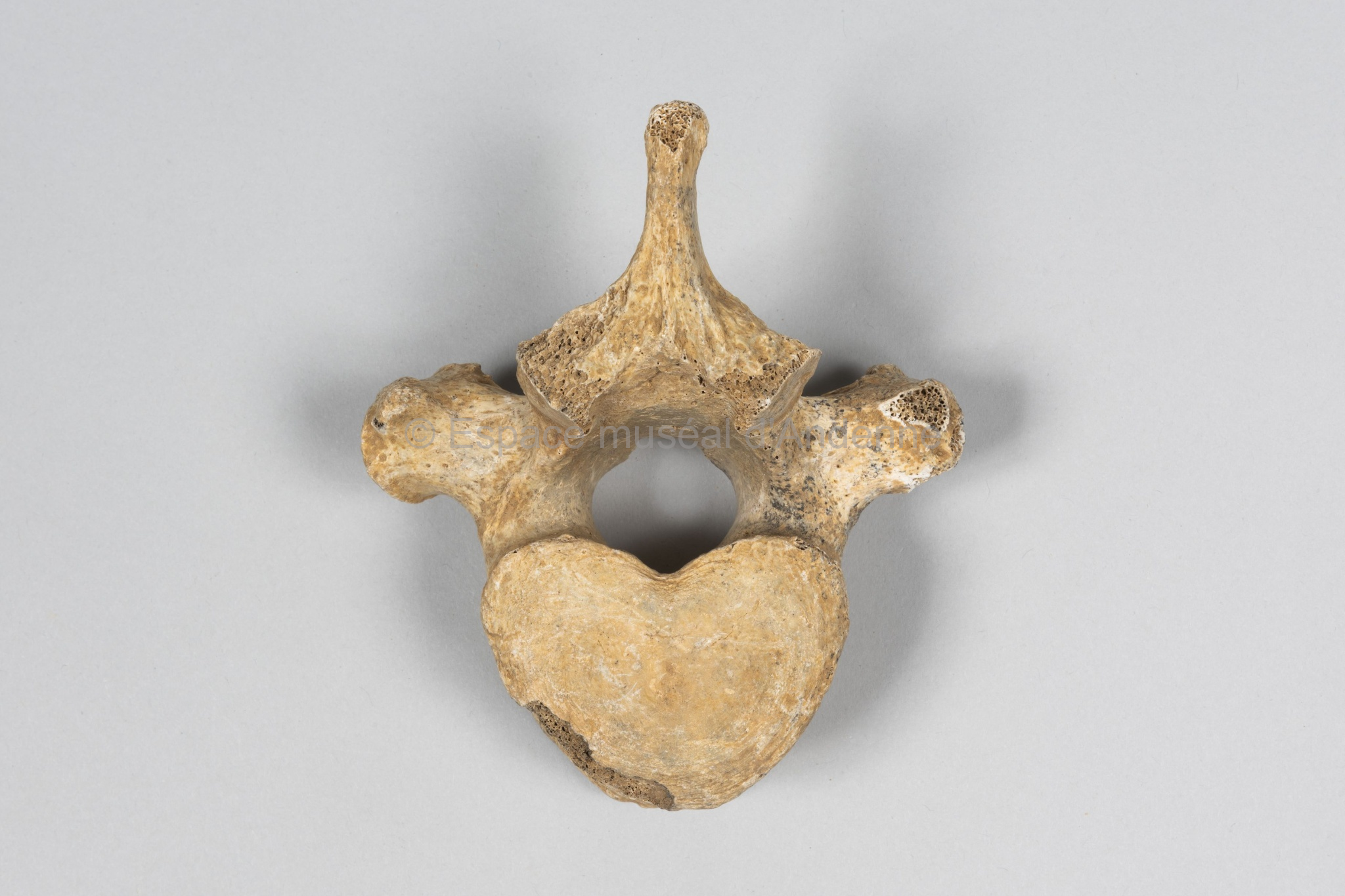 Ursus spelaeus, vertèbre thoracique
