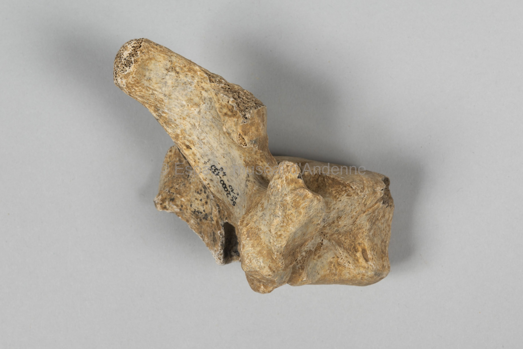 Ursus spelaeus, vertèbre thoracique