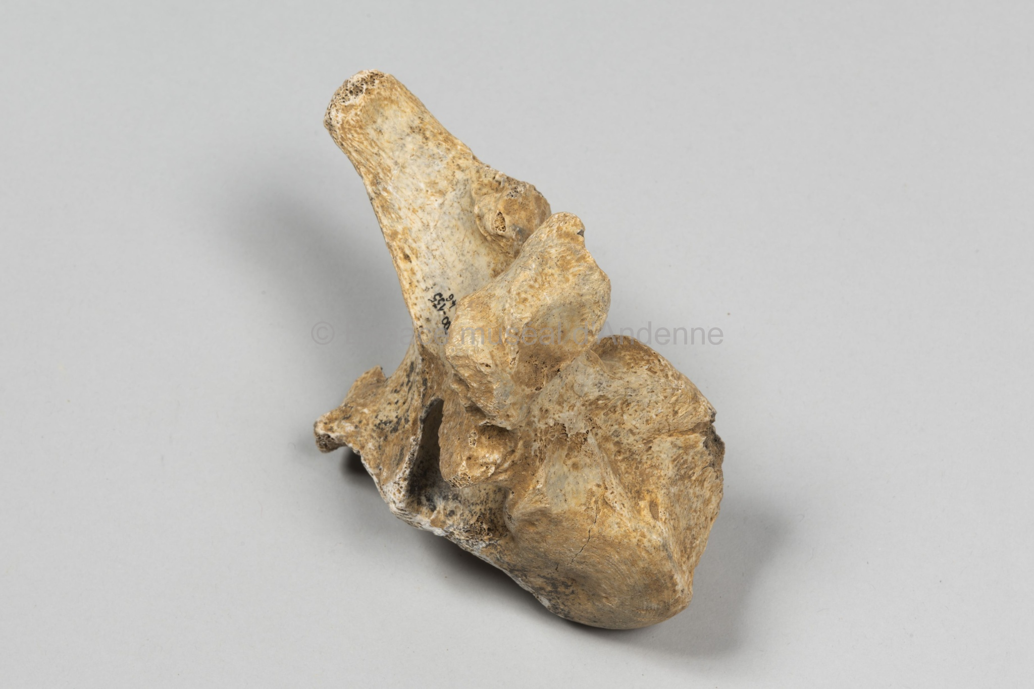 Ursus spelaeus, vertèbre thoracique