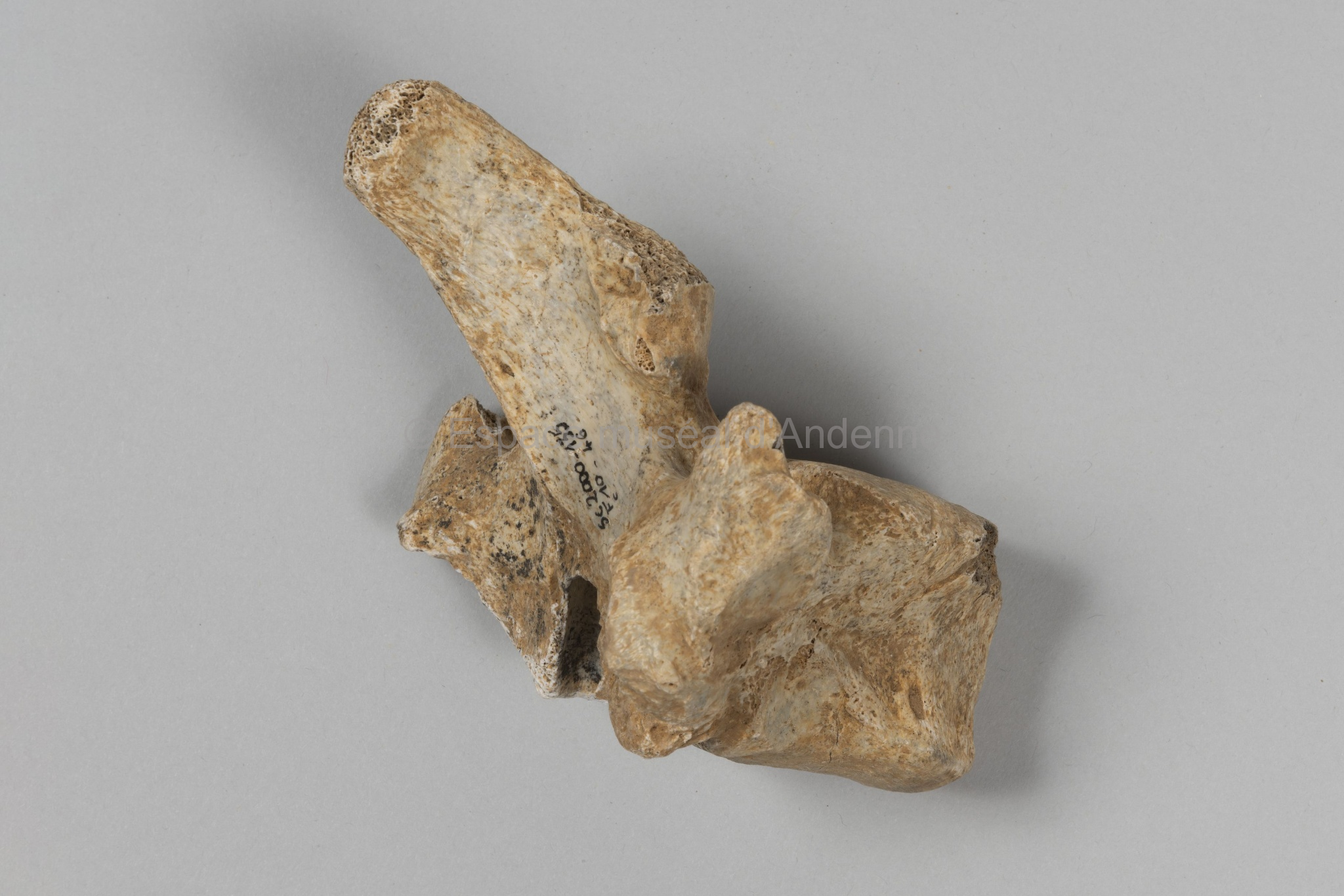 Ursus spelaeus, vertèbre thoracique