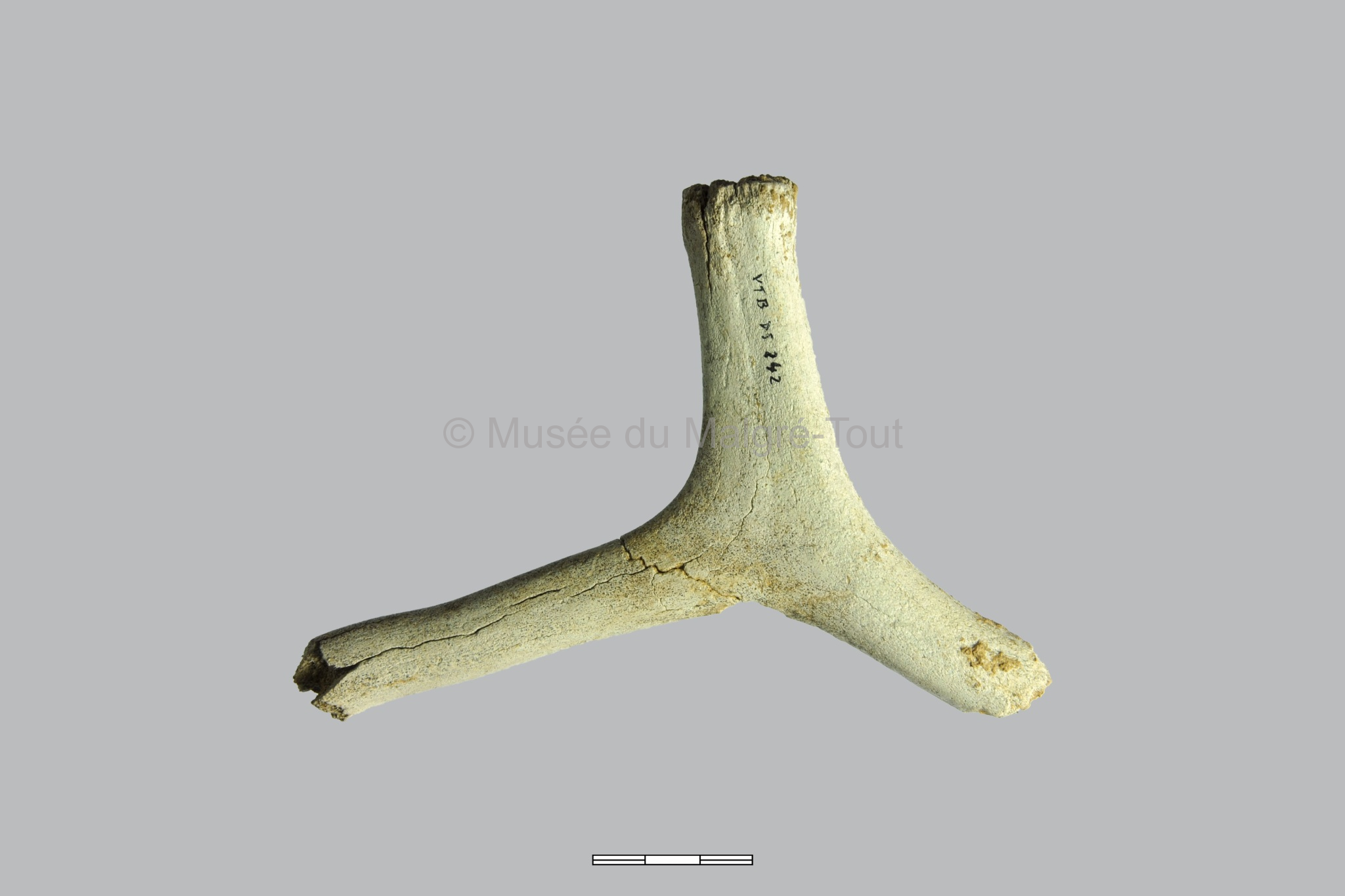Bois de renne